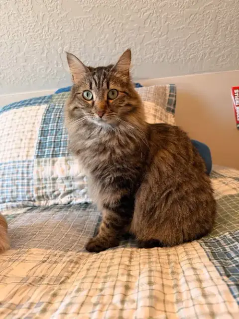 Leia
