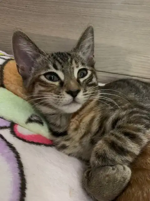 Munchkin photo 2