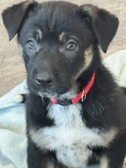 Rosie'S Puppy Meadow