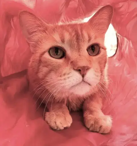 Mr. Orange photo 1