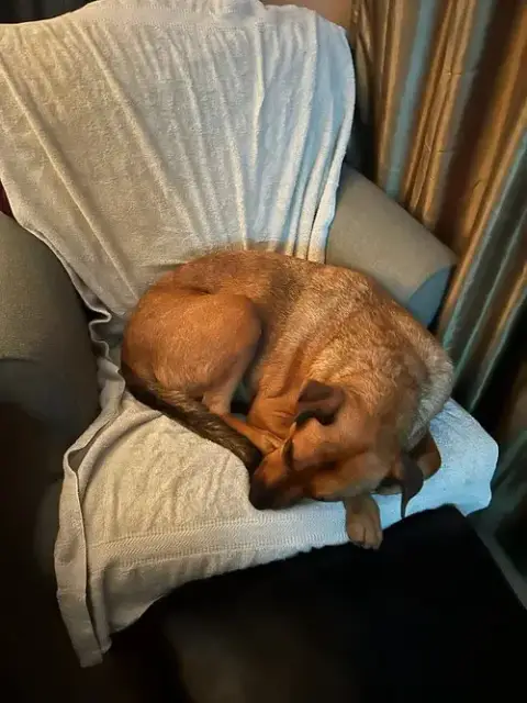 Simba photo 4