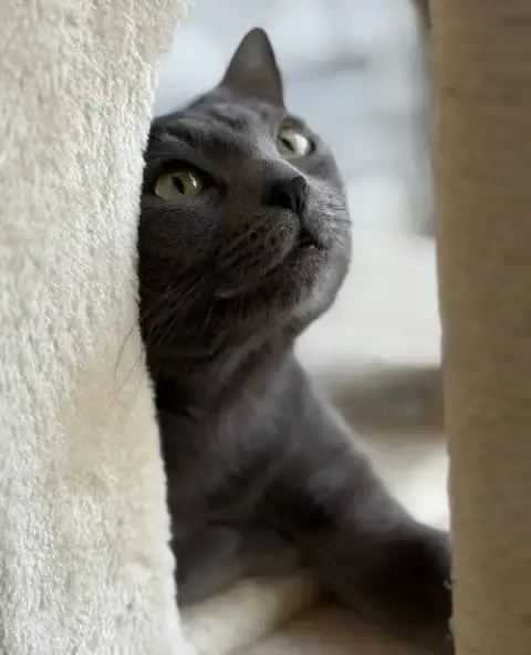 Nelly photo 5