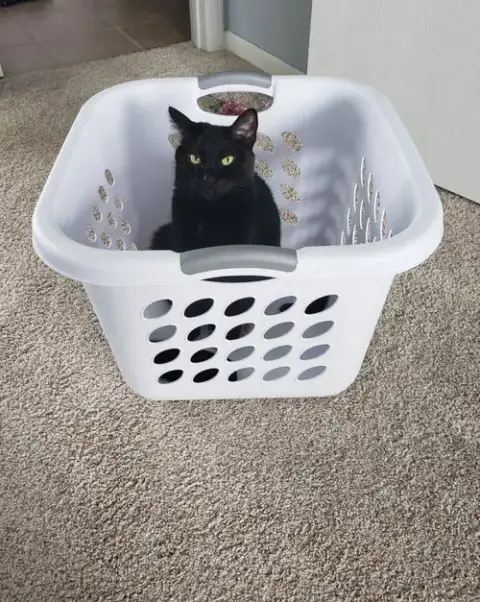 Jet