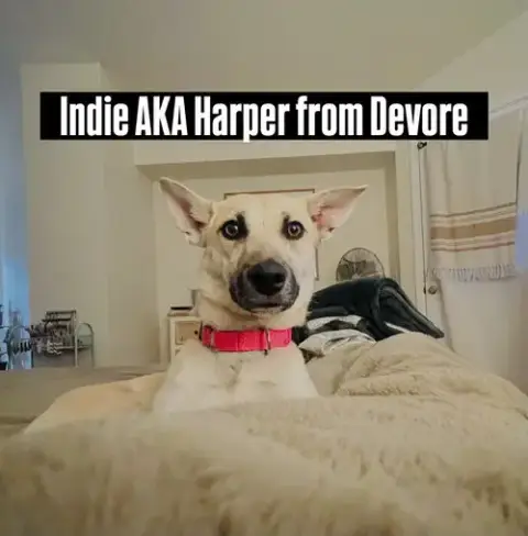 Indie photo 4