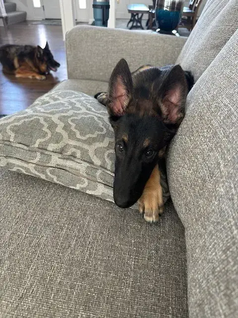 Thor photo 4