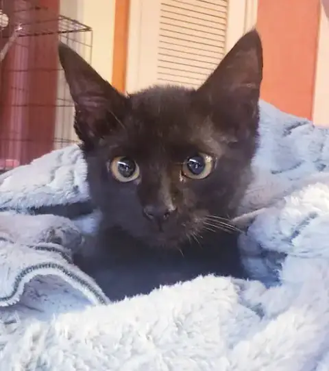 Gretel #Cute-Mini-Panther photo 5