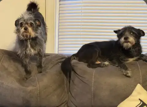 Fluffy And Raven
