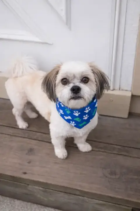 Mocha