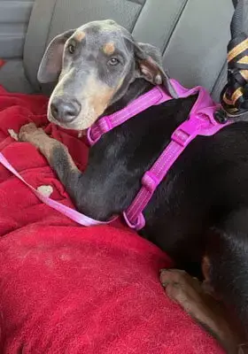 Farrah photo 4
