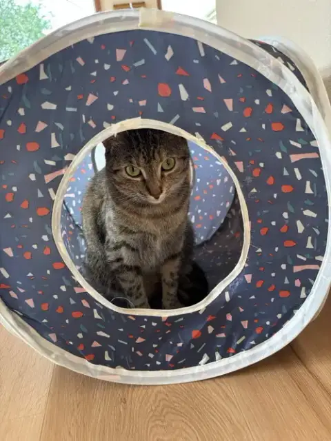 Cleo
