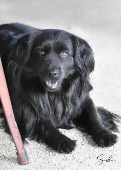 Sasha photo 2