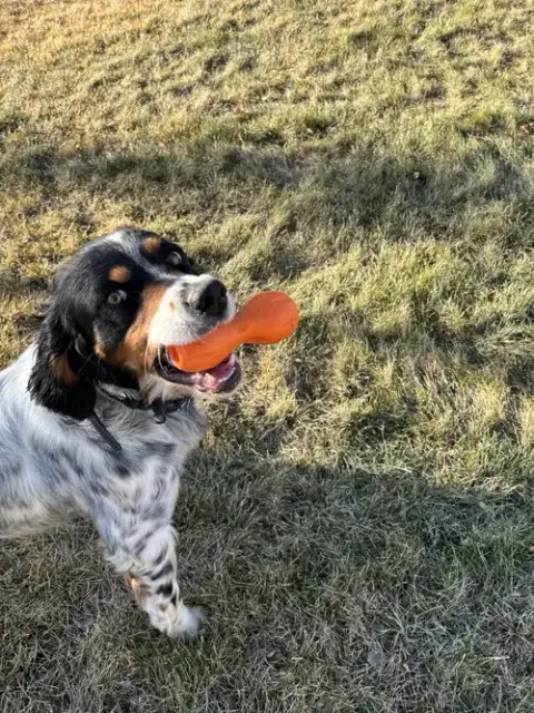 Taco Dogler