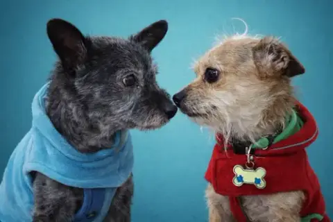 Toto