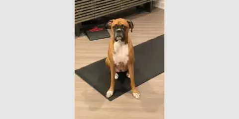 Dutchess Ii