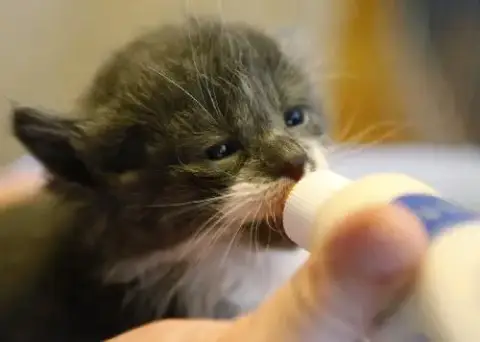 Kittens!!!! photo 1