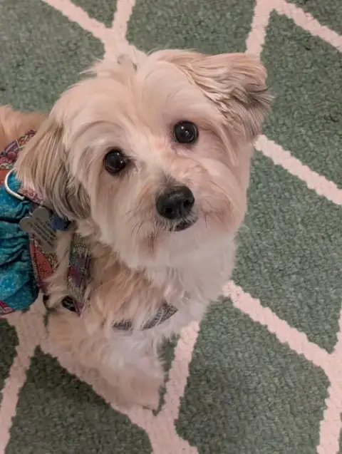 Trixie