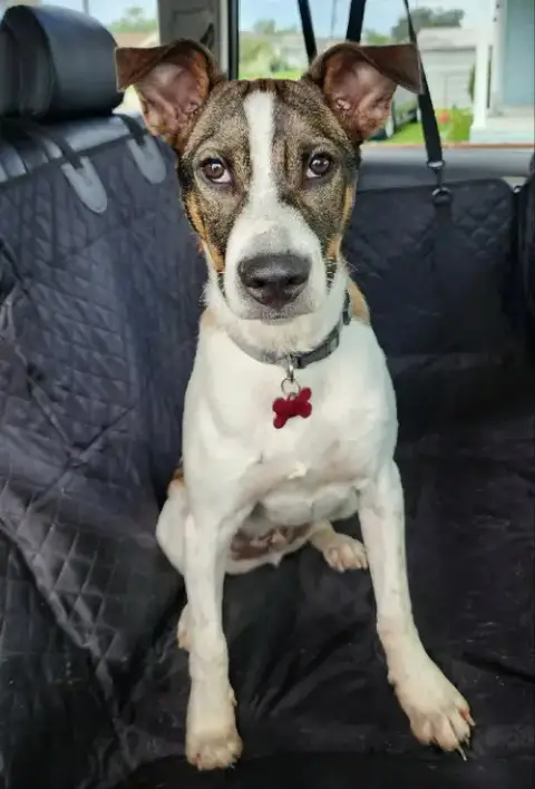 Roo