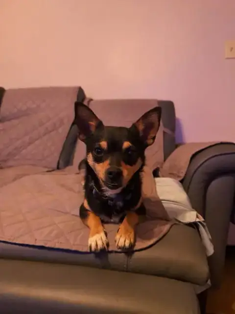 Draco