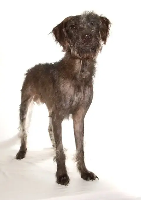 Simba photo 3