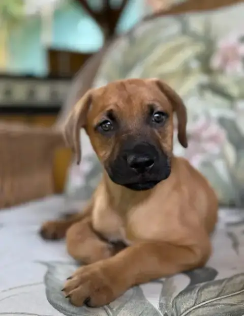 Athena photo 4