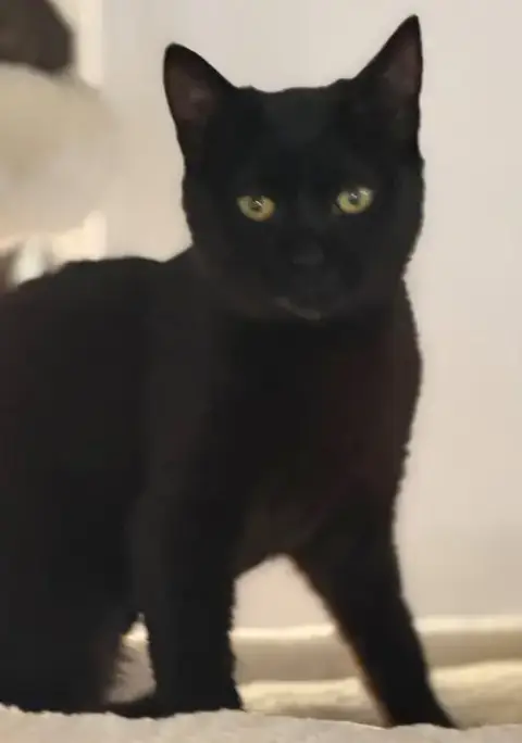 Onyx photo 2