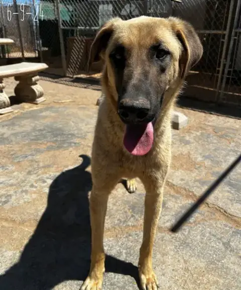 Corky- ** Wonderful Pal! photo 2