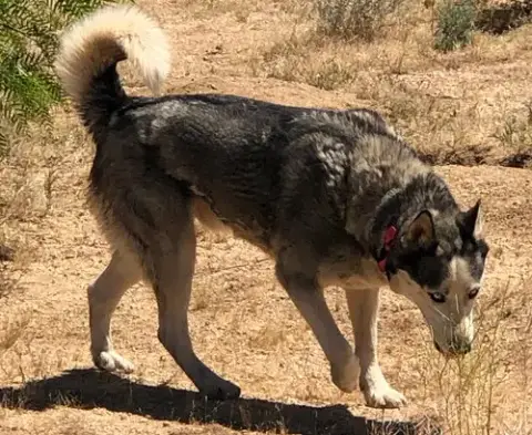 Niko photo 4