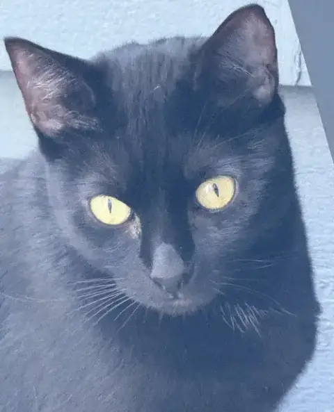 Luna photo 2