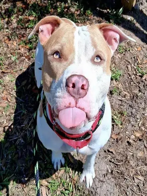 Chula