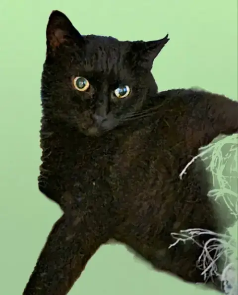 Blissy photo 3