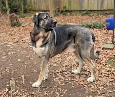 Koa photo 3