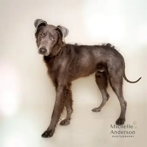 Pierre