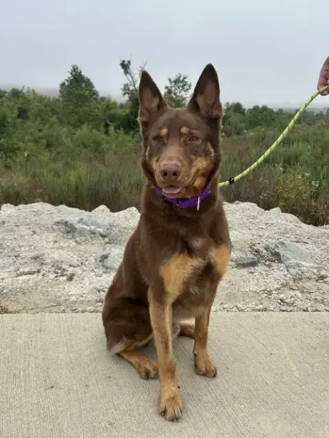 Rocky photo 3