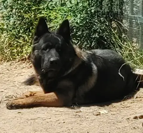 Eclipse And Shade photo 3