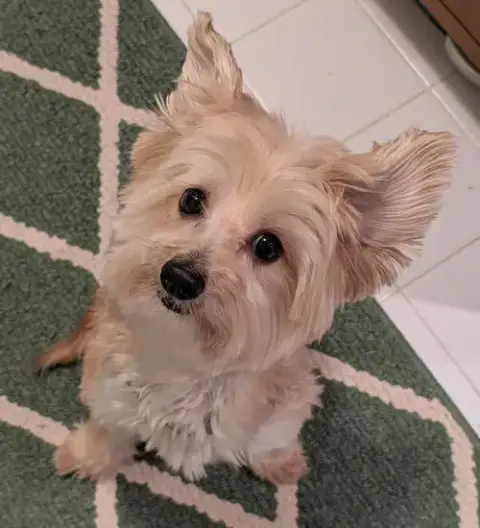 Trixie photo 2