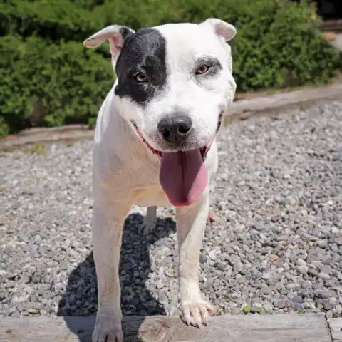 Outrageous Mr Onks ~ American Bully photo 4