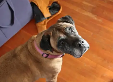 Piper photo 3