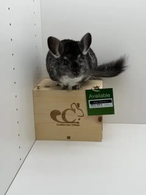 Morgan