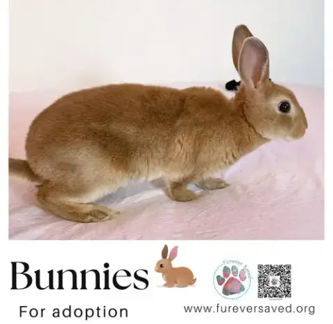 Bunnies For Adoption photo 2