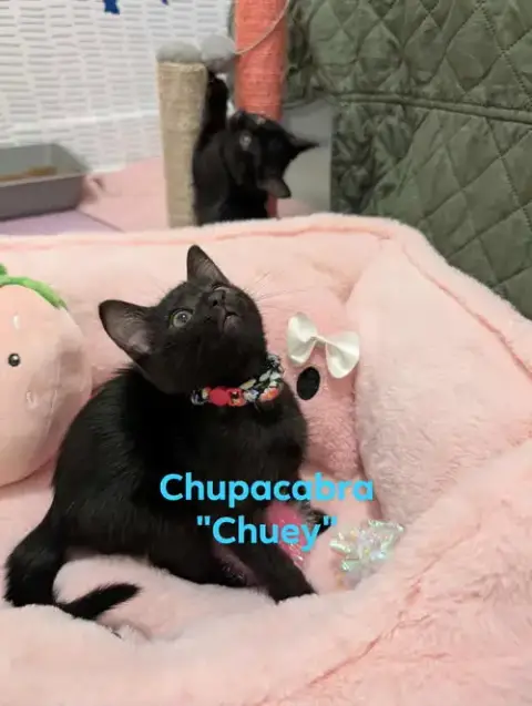 Chupacabra photo 5