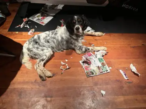 Taco Dogler photo 2