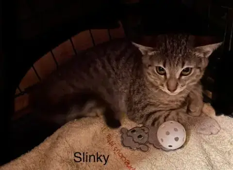 Slinky photo 2