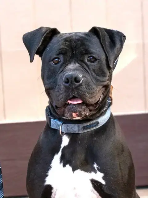 Diesel