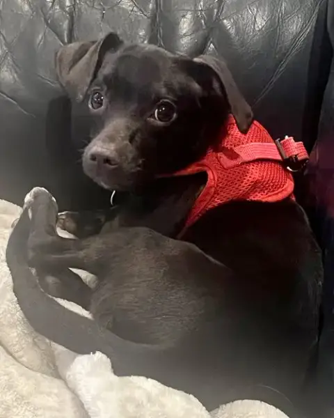 Sadie photo 2