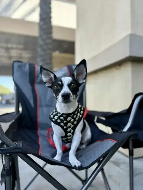 Nacho photo 1
