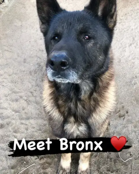 Bronx photo 3