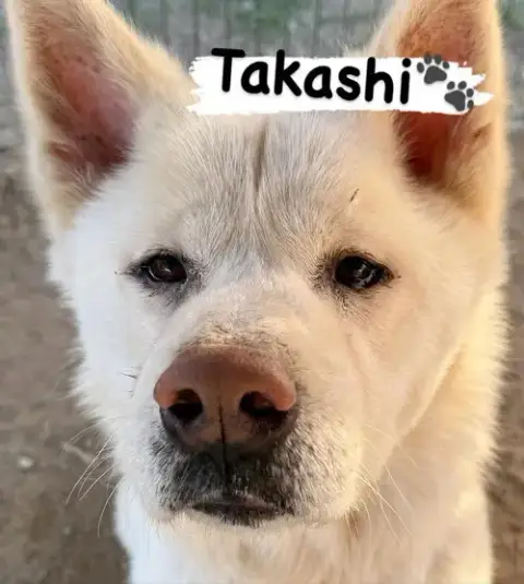 Takashi photo 4