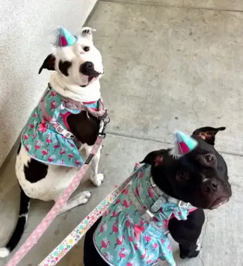 Stella & Lucy photo 3