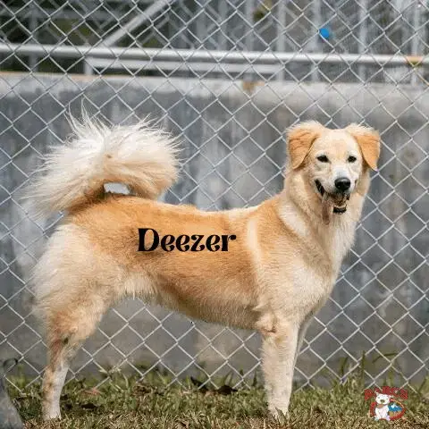 Deezer