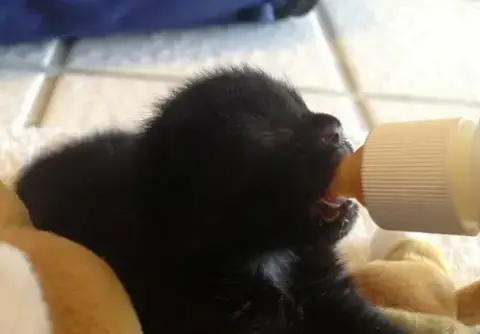 Kittens!!!! photo 2